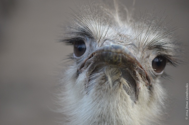 Displeased ostrich
