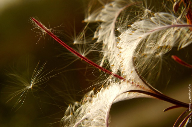 Hairy willowweed, a typical competitive weed