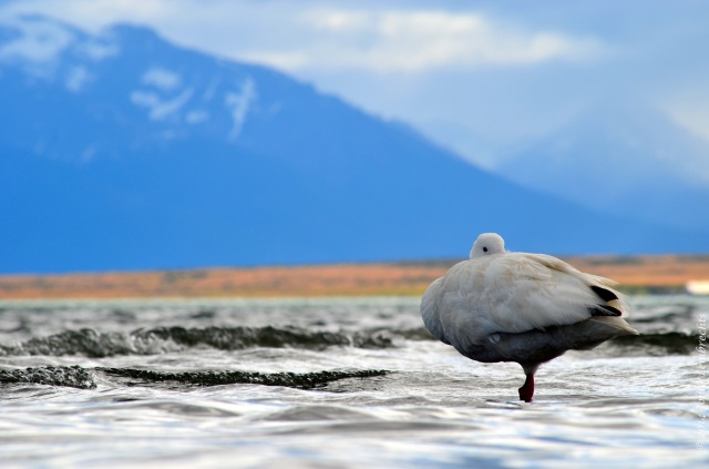 Puerto Natales goose3