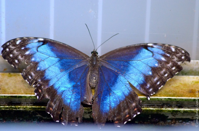 Blue morpho in butterfly garden
