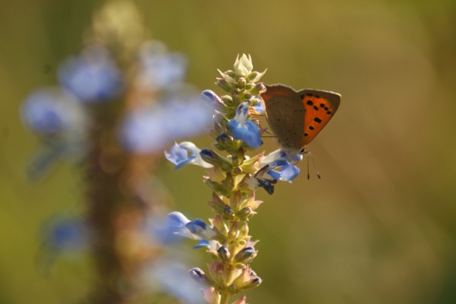 Common copper butterfly