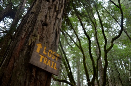 Lost trail in Muir Woods