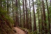 Walking trail in Muir Woods