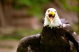 Screaming American bald eagle