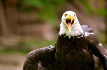 Screaming American bald eagle
