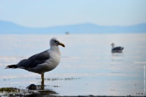 Gull in lake Tahoe