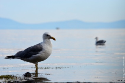 Gull in lake Tahoe
