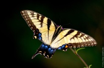 Papilio butterfly