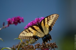 Papilio butterfly on butterfly bush