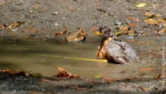 American robin in the bath