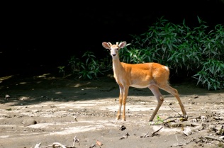 Deer in the wildlife refuge