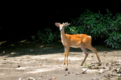 Deer in the wildlife refuge