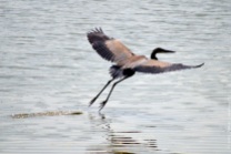 Heron on the lake at John Heinz