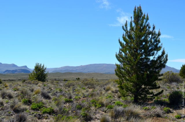 Steppe invaded by pines