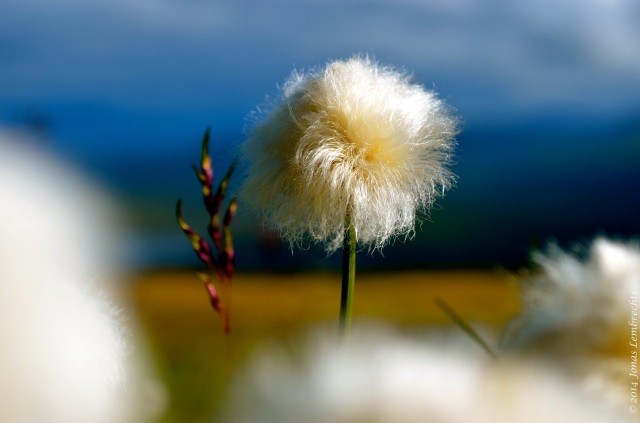 Head of cotton grass (Eriophorum)