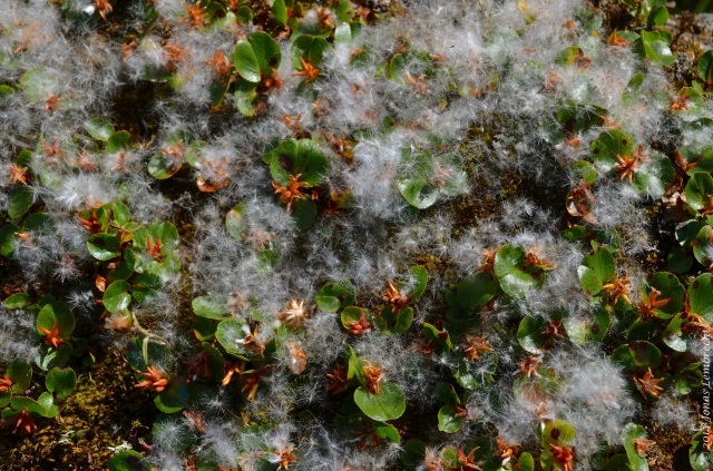 Fluffy seeds of creeping willow