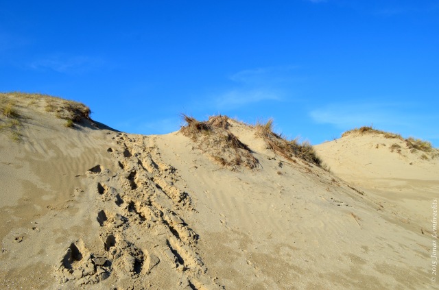 Dunes at the French Northsea coast