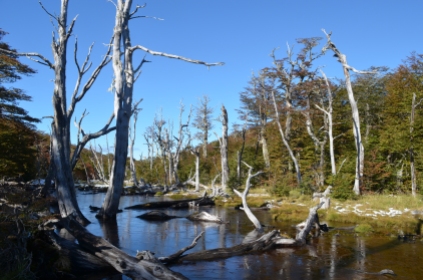 Marsh with dead trees in Nothofagus forest