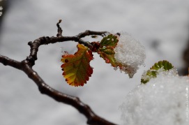 Nothofagus leaves in snow