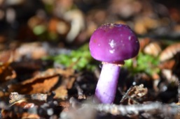 Pink mushroom in lenga forest