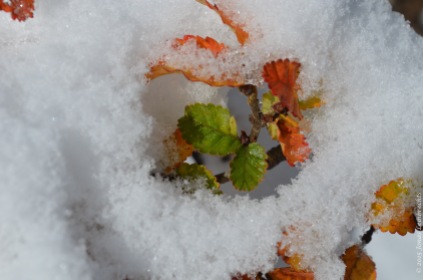 Nothofagus leaves in snow