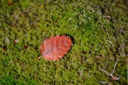 Autumn lenga leaf on moss bed