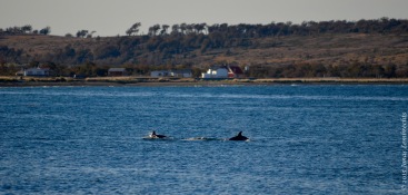Dolphins in the street of Magellan!