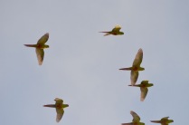 Flock of austral parakeets