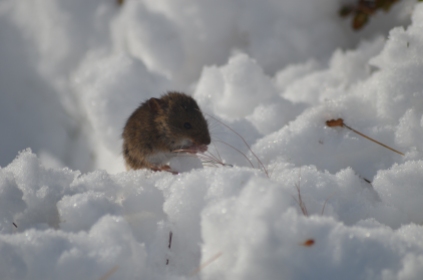Little mouse in the snow in Punta Arenas