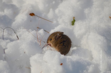 Little mouse in the snow