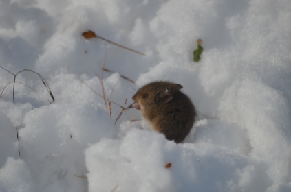 Little mouse in the snow in Punta Arenas