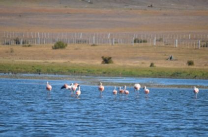 Flamingo's in Punta Arenas