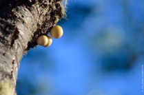 Darwin's fungus Nothofagus pumilio