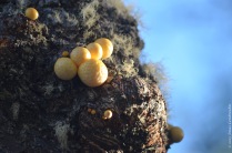 Darwin's fungus lenga forest