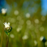 The fascinating story of Ox-eye Daisy