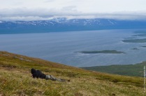 Fieldwork in the tundra
