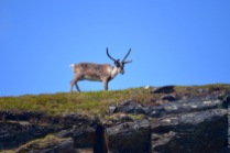 Reindeer on top of the mountain