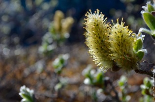 Young willow catkins