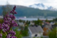 View from Narvik's hospital, with lilac flowers
