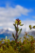 Rhinanthus flower in the mountains