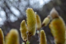 Nothing as soft as a willow catkin