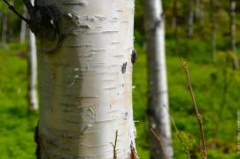 Birches, birches everywhere