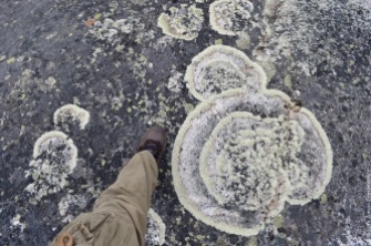 That's a crazy old lichen