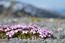 Silene in the mountains
