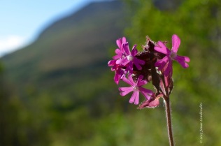 Silene flower in forest in Lapland