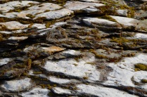 Mossy stones in river bed