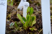 Seedlings of Taraxacum officinale