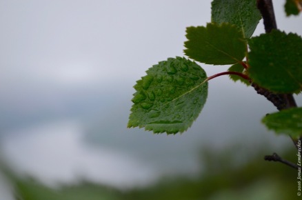 Betula pubescens overlooking fjord