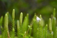 Linnaea borealis and Lycopodium annotinum