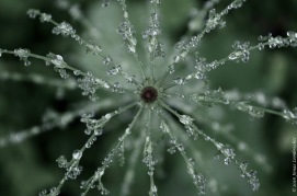 Equisetum sylvaticum in the rain